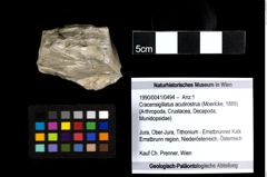 Foto (Objekt + Etiketten) von Cracensigillatus acutirostrus (Moericke, 1889) 